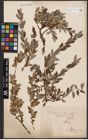 Foto von Salix aurita L. x Salix repens L.